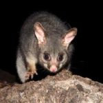 Possum Management Wellington Pest Management Services Kapiti Waikanae